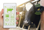A digitalização ao serviço da produção animal