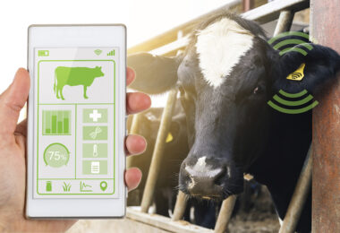 A digitalização ao serviço da produção animal
