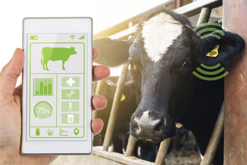 A digitalização ao serviço da produção animal