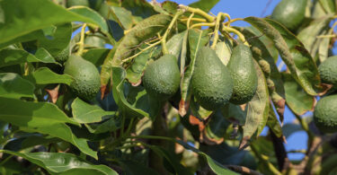 Necessidades de rega na cultura do abacate no Algarve: eficiência e sustentabilidade