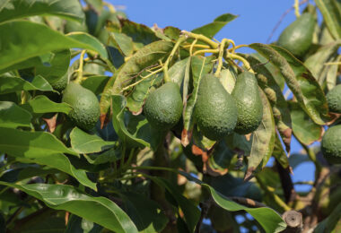 Necessidades de rega na cultura do abacate no Algarve: eficiência e sustentabilidade