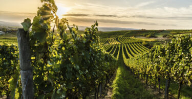 A desfolha num contexto de alterações climáticas e de aumento de custos: caso de estudo na região de Lisboa