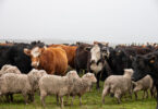 Projeto europeu vai testar soluções para adaptar a pecuária às alterações climáticas