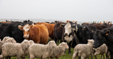 Projeto europeu vai testar soluções para adaptar a pecuária às alterações climáticas