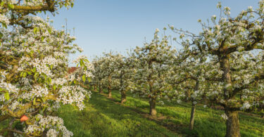 Suíça apresenta estratégia para melhorar a produção agrícola