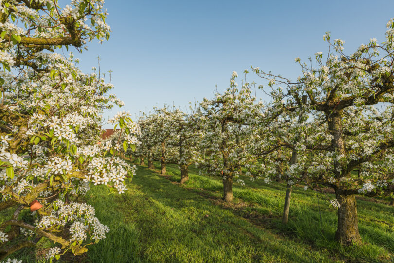 Suíça apresenta estratégia para melhorar a produção agrícola