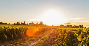 Quebra na procura leva produtores franceses de conhaque a cortar área de produção