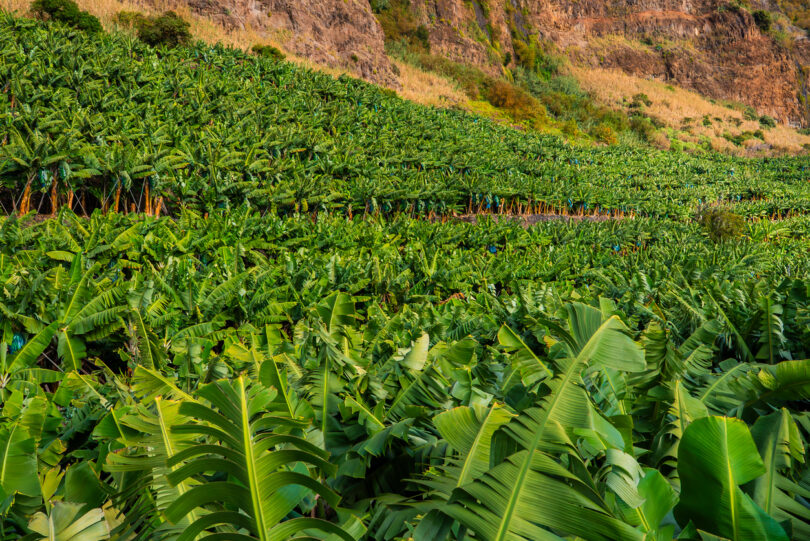 TCE pede reavaliação dos apoios agrícolas nas regiões ultraperiféricas