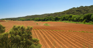 Portugal entre os países com terrenos agrícolas mais caros da UE