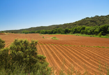 Portugal entre os países com terrenos agrícolas mais caros da UE
