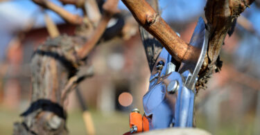 Agrária de Coimbra disponibiliza curso de poda de inverno em videiras e fruteiras