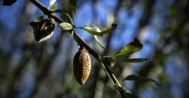 O amendoal como cultura de diversificação