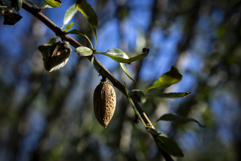 O amendoal como cultura de diversificação