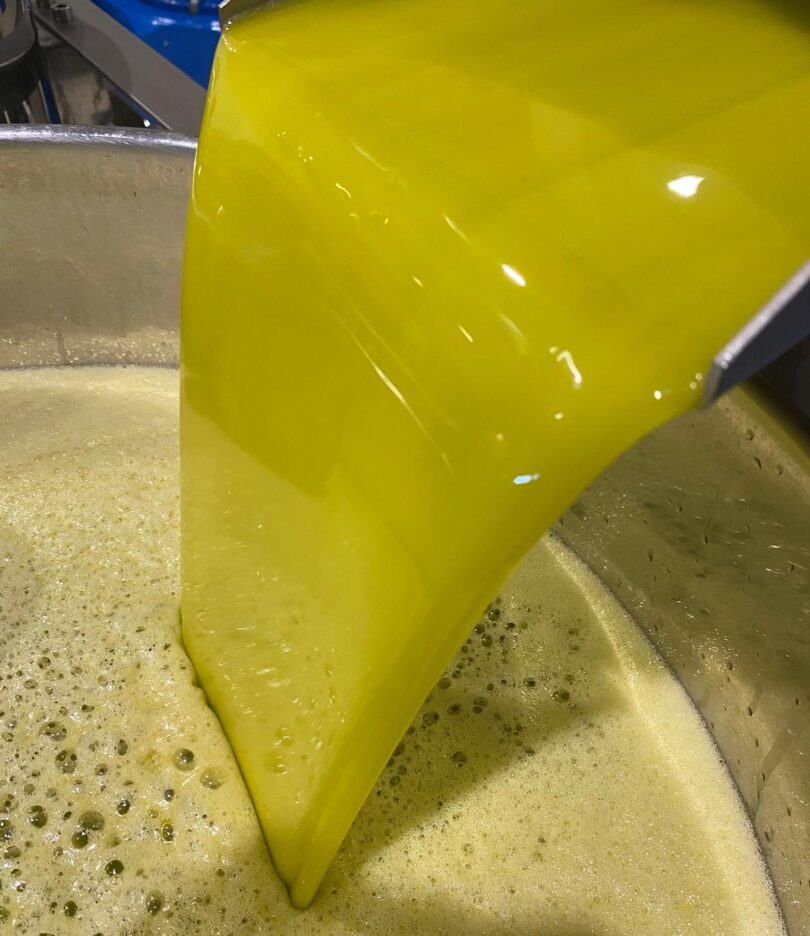 Olivum aponta descida de 10% na produção de azeite em Portugal na campanha 2025/2026