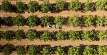 Produzir noz: Um negócio sem retorno imediato