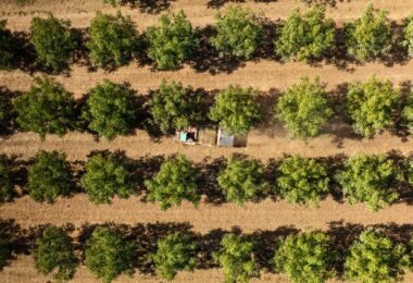 Produzir noz: Um negócio sem retorno imediato