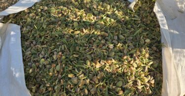 Pensar a produção de amêndoa como um sistema integrado