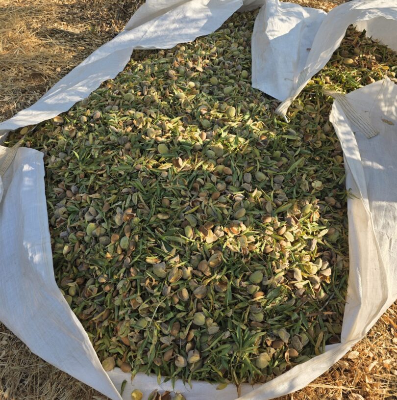 Pensar a produção de amêndoa como um sistema integrado