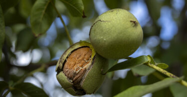O futuro dos frutos secos passa por muita resiliência e capacidade de aprender e reajustar