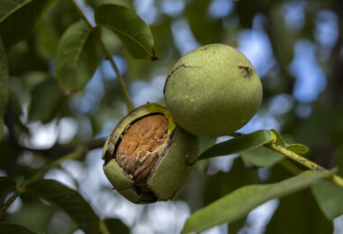 O futuro dos frutos secos passa por muita resiliência e capacidade de aprender e reajustar
