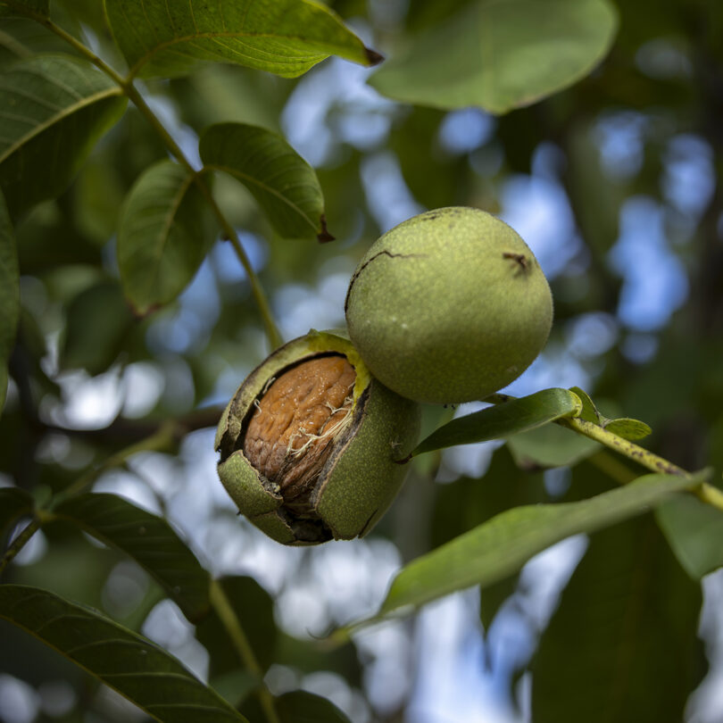 O futuro dos frutos secos passa por muita resiliência e capacidade de aprender e reajustar