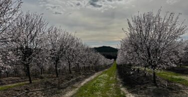 Amêndoa: A incerteza faz parte do negócio