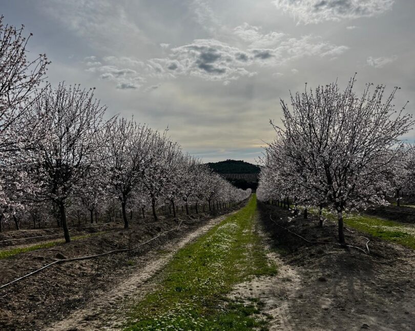 Amêndoa: A incerteza faz parte do negócio