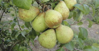 Avaliação da suscetibilidade de uma coleção de clones de pereira ‘Rocha’ à doença do fogo bacteriano em condições de campo