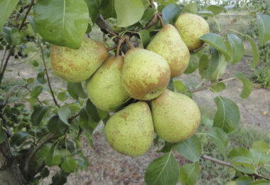 Avaliação da suscetibilidade de uma coleção de clones de pereira ‘Rocha’ à doença do fogo bacteriano em condições de campo