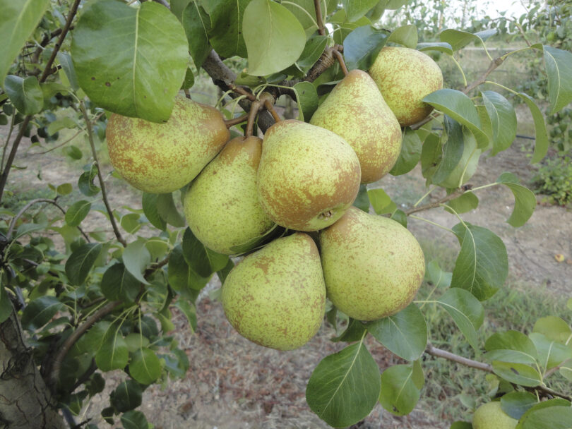 Avaliação da suscetibilidade de uma coleção de clones de pereira ‘Rocha’ à doença do fogo bacteriano em condições de campo