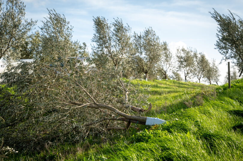 Agricultores já podem declarar prejuízos causados pela tempestade Kristin