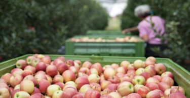 Portugal atingiu novo recorde de exportações de frutas, legumes e flores em 2025