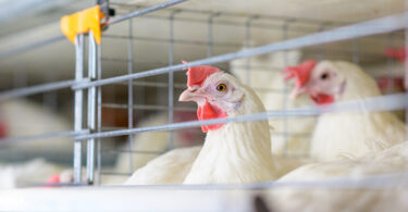 Estudo conecta os movimentos das aves aquáticas à disseminação do vírus da gripe aviária