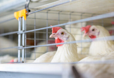 Estudo conecta os movimentos das aves aquáticas à disseminação do vírus da gripe aviária