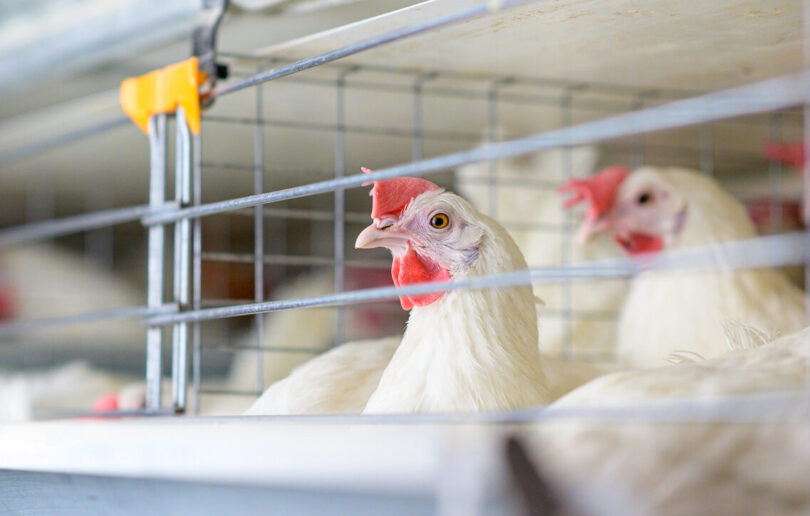 Estudo conecta os movimentos das aves aquáticas à disseminação do vírus da gripe aviária