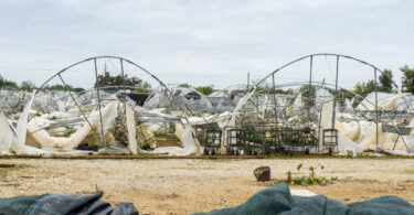 Lusomorango alerta para danos de mais de 10 milhões de euros em Odemira devido à depressão Kristin