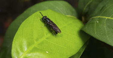Qual o reino onde o frass da BSF é rei?