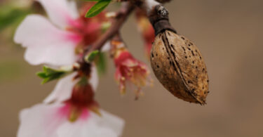 Olhar para a amêndoa por ciclos