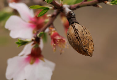 Olhar para a amêndoa por ciclos
