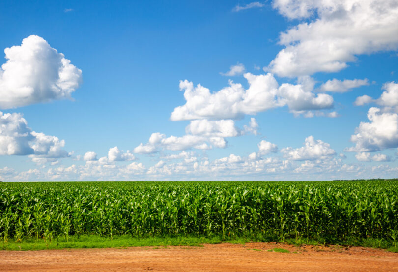 Arroz, milho e mandioca ligados a 11% da desflorestação mundial