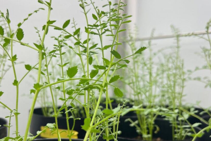 planta grao de bico fcup 1024x683 1