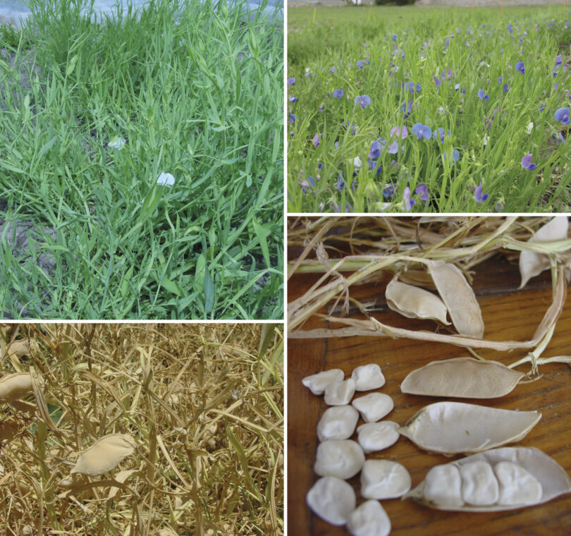 Chícharo: porquê valorizar esta leguminosa?