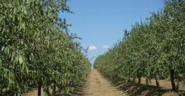 Amêndoa: “Há uma escassez de produtos fitofarmacêuticos registados para controlar determinadas doenças”