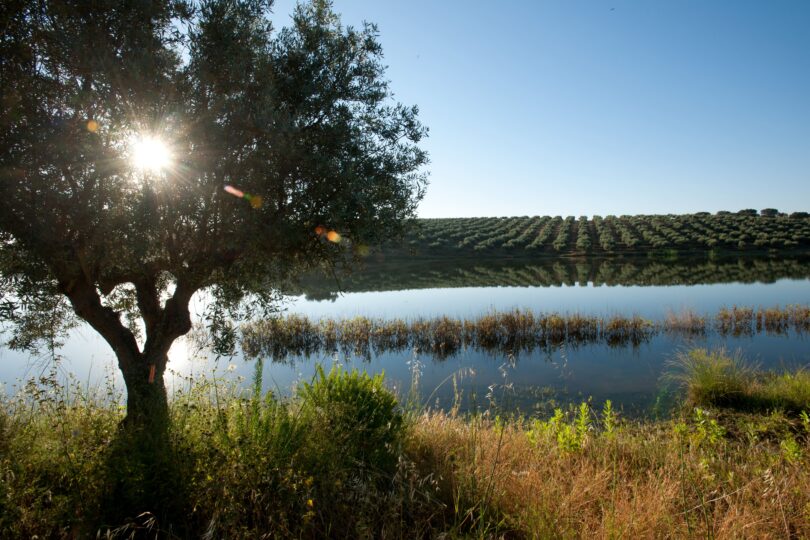 Sogrape corta 30% no consumo de água em Portugal