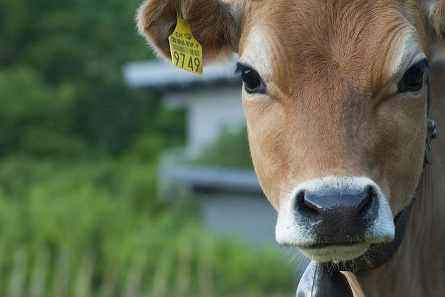 APORMOR propõe medidas de biossegurança para bovinos e critica ausência de identificação eletrónica obrigatória