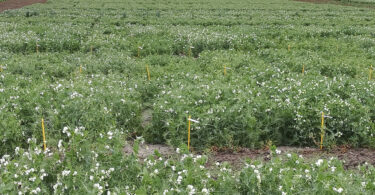 Leguminosas-grão: o melhoramento genético da ervilha e da fava no INIAV