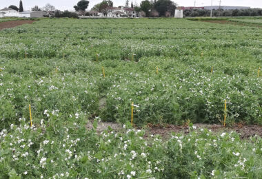 Leguminosas-grão: o melhoramento genético da ervilha e da fava no INIAV