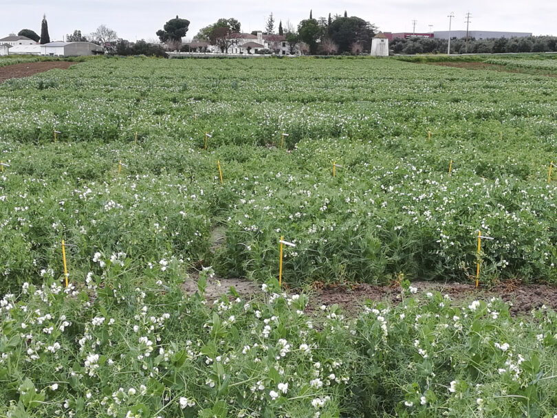 Leguminosas-grão: o melhoramento genético da ervilha e da fava no INIAV