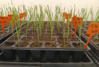 Utilização da técnica de speed breeding no melhoramento genético de cereais