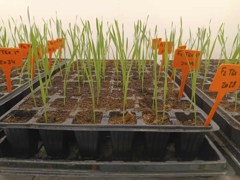 Utilização da técnica de speed breeding no melhoramento genético de cereais